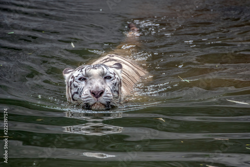 White bengal tiger  swimming in murky river water