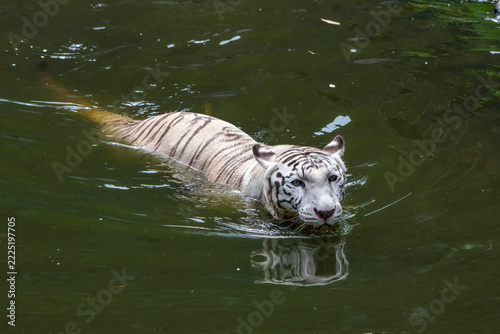 White bengal tiger  swimming in murky river water