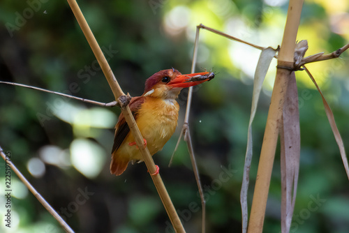 Rufous backed kingfisher (ceyx rufidorsa) perched on bamboo stem holding prey