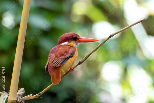 Rufous backed kingfisher (ceyx rufidorsa) perched on bamboo stem holding prey