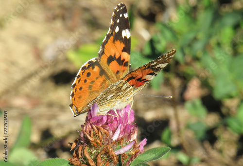 Painted lady butterfly (Vanessa cardui) on a red clover flower