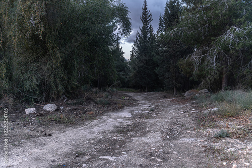 Empty rocky dirt road winding through a dense forest of evergreen and deciduous trees under a cloudy sky. Moody woodland landscape with a mysterious atmosphere.