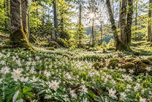 White spring wildflowers carpeting a sunlit green woodland clearing