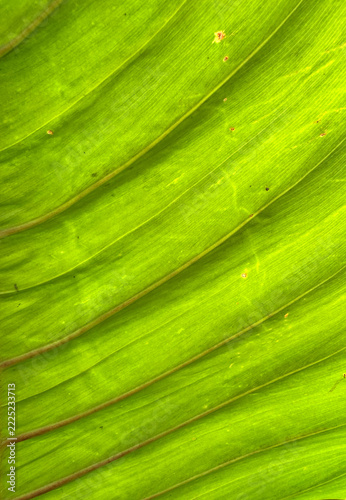 texture of translucent green and yellow tropical leaf with parallel lines and textured organic details.