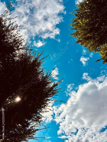 Photography sky and trees