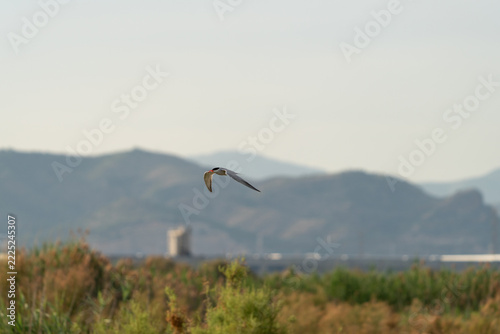 Tern flying over wetland with mountains