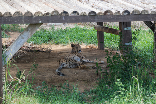 Cheetah Lying in the Shade Beneath a Wooden Shelter