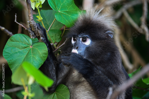 Close-Up Portrait of a Dusky Langur in Tropical Greenery