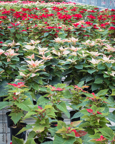 Rows of poinsettia plants in a greenhouse with speckled young bracts in the foreground, cream and red plants behind
