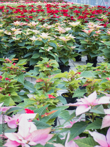 Rows of young poinsettia plants with red, cream and pale pink bracts growing in a greenhouse nursery, high angle view
