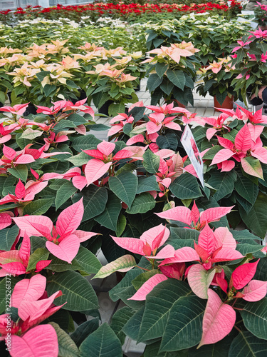Rows of pink, cream and red poinsettia plants (Euphorbia pulcherrima) growing in a greenhouse nursery for Christmas