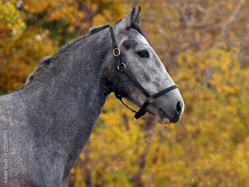 Beautiful andalusin horse in autumn forest at sunset