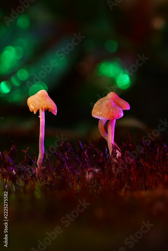 Glowing Pink Forest Mushrooms with Green Bokeh Background Macro