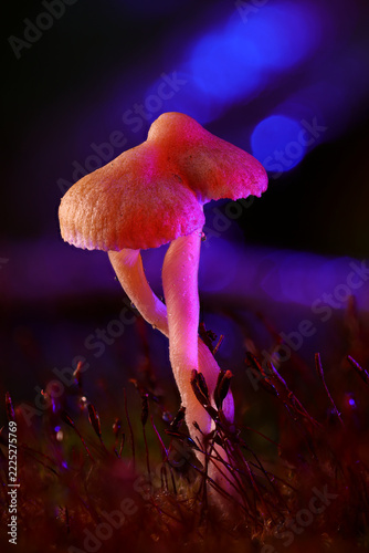 Twin Mushrooms Entwined in Pink and Blue Neon Light Macro