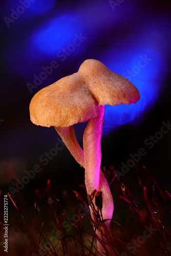 Twin Mushrooms Entwined in Pink and Blue Neon Light Macro