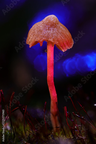 Single Glowing Mushroom with Pink Stem and Blue Bokeh Macro