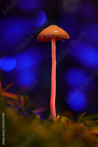 Glowing Pink Stem Mushroom Macro with Blue Bokeh Background