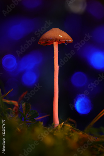 Glowing Pink Stem Mushroom Macro with Blue Bokeh Background