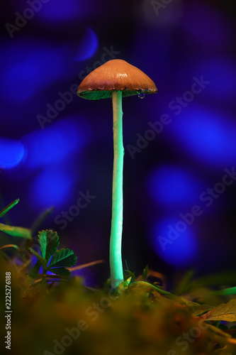 Glowing Green Stem Mushroom Macro in Blue Night Atmosphere