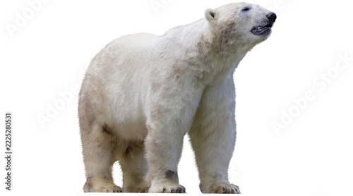 Obraz na plátně png, polar, bear, polar bear, arctic, cold, animal, cub,