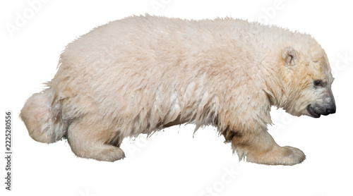 Fotografie baby, cube, png, polar, bear, polar bear, arctic, cold,