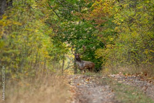 deer in the forest
