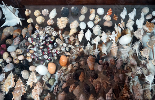 A collection of various seashells and mollusks on a glass shelf