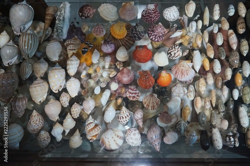 A collection of various seashells and mollusks on a glass shelf