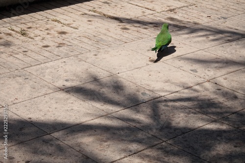 A bright green parrot stands on sunlit tiles, its vivid feathers contrasting with the muted pavement and soft shadows of branches above