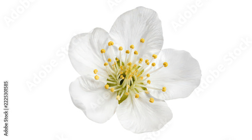A single white flower with yellow stamens and a green center, isolated on a pure white background, showcasing its delicate beauty.