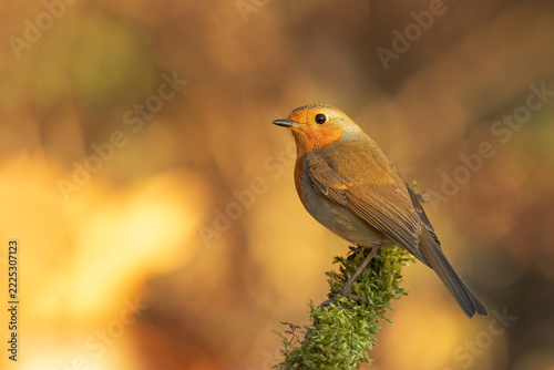 European robin perched on a branch against a soft autumn background, showcasing its orange breast and delicate natural beauty.