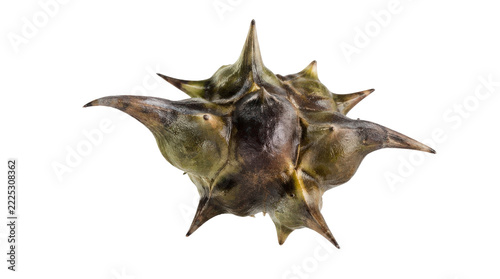 Close-up of a single, spiky, dark green water caltrop seed pod isolated on a clean white background, showcasing its sharp, thorny texture.