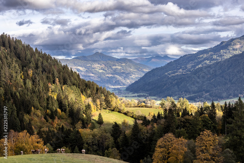 Cows in the pasture. In the background the cloudy Mur Valley near village Murau, Styria, Austria