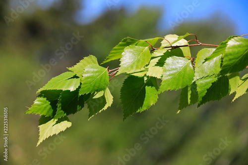 Green Betula pendula, Silver birch, leaves on a sunny spring day. B. pendula bark extracts inhibit growth of in vitro malignant human cell lines.