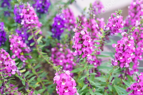 アンゲロニアの花