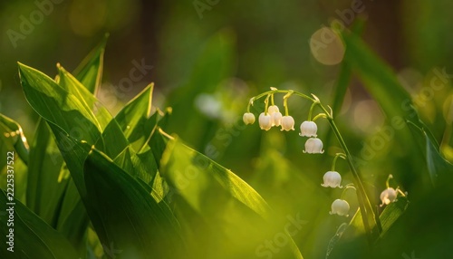 Lily of the valley flowers blooming in sunny spring forest