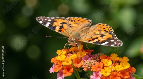Macro of a patterned Painted Lady butterfly with open wings resting on orange and pink lantana flowers against smooth dark green bokeh