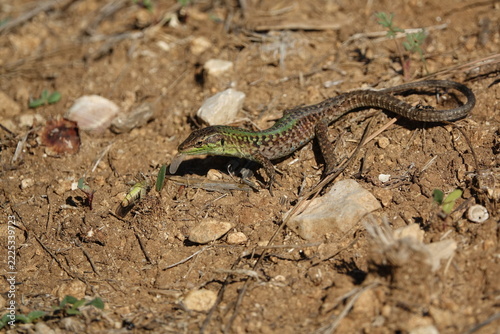 the Italian wall lizard (Podarcis siculus) in the process of eating a grasshopper it has captured