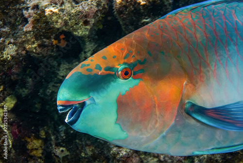 Rusty Parrotfish (Scarus ferrugineus). Taaken in Sharm El Sheikh, Egypt.