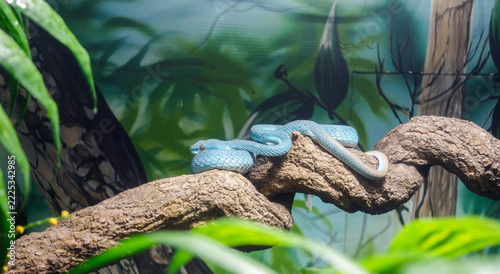blue white lipped pit viper. Trimeresurus insularis, aka Lesser Sunda Islands pit viper. venomous pit viper species endemic to Southeast Asia