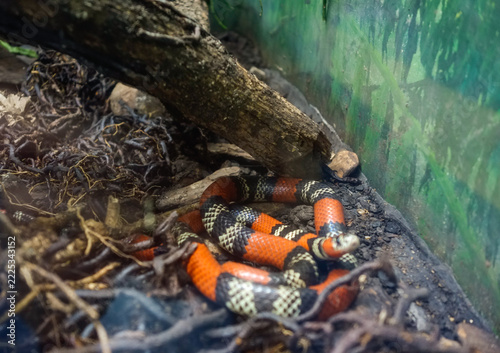 coral snake perched on the terrain in aquarium. close up