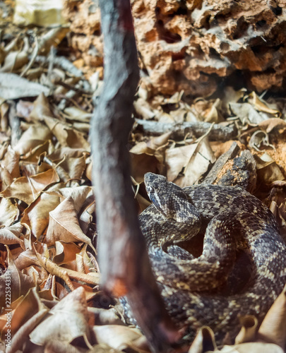 Bothrops erythromelas , aka jararaca da caatinga ou jararaca da seca. endemic to Brazil