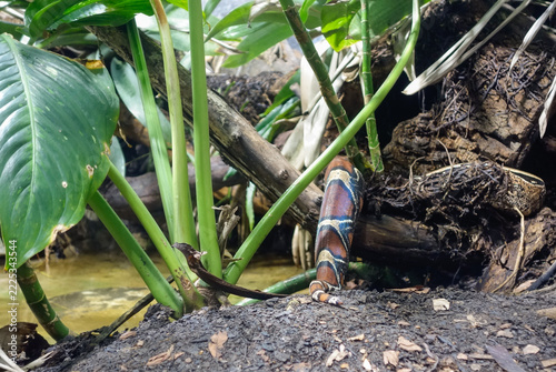 tail of Boa constrictor, or common boa snake. species is native to tropical South America