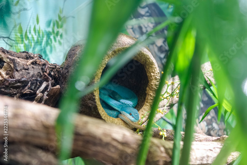 blue white lipped pit viper. Trimeresurus insularis, aka Lesser Sunda Islands pit viper. venomous pit viper species endemic to Southeast Asia