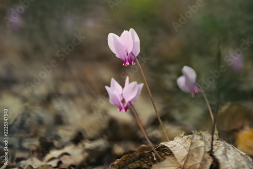 Ivy leaved cyclamen (Cyclamen hederifolium)