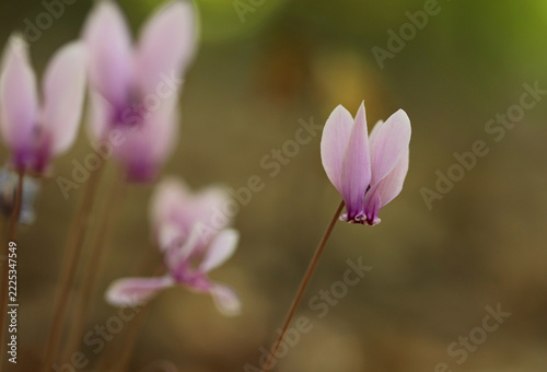 Ivy leaved cyclamen (Cyclamen hederifolium)