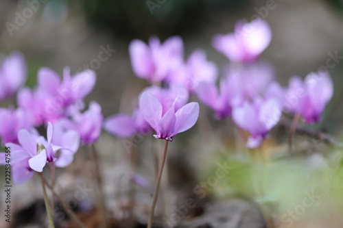 Ivy leaved cyclamen (Cyclamen hederifolium)