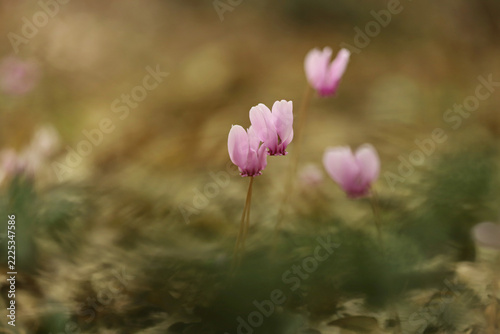 Ivy leaved cyclamen (Cyclamen hederifolium)