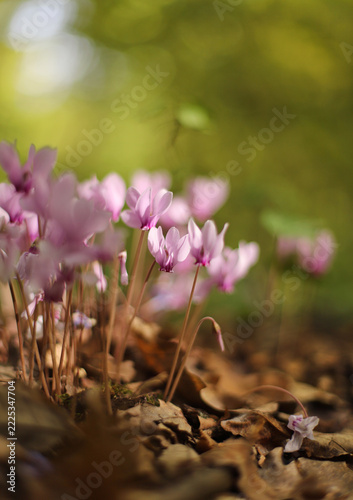 Ivy leaved cyclamen (Cyclamen hederifolium)
