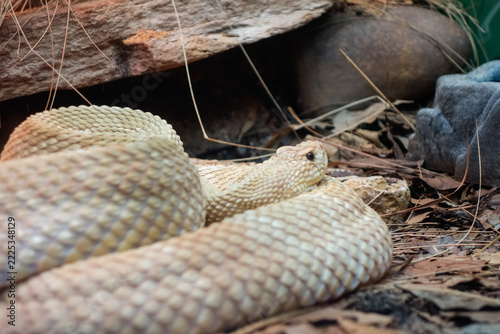 rare specimen of a rattlesnake with xanthism. Crotalus durissus snake, or South American rattlesnake. Brazilian Cascavel